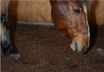 Bio-Waldboden Kategorie